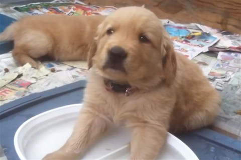 kutyus(960x640).jpg (kutyus, )