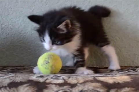 macska(960x640).jpg (macska)