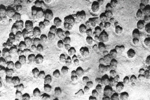 mangancsomo-1(960x640).jpg (fém, óceán, )