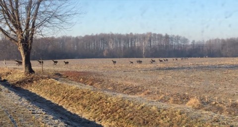 menekülő szarvascsorda (szarvas)