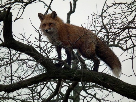 róka a fán 1 (róka, hortobágyi nemzeti park, )