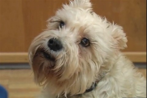 schnauzer(960x640).jpg (kutya, )