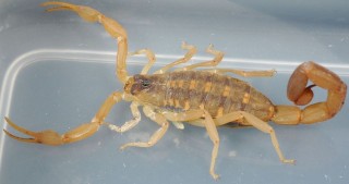 skorpió (skorpió)