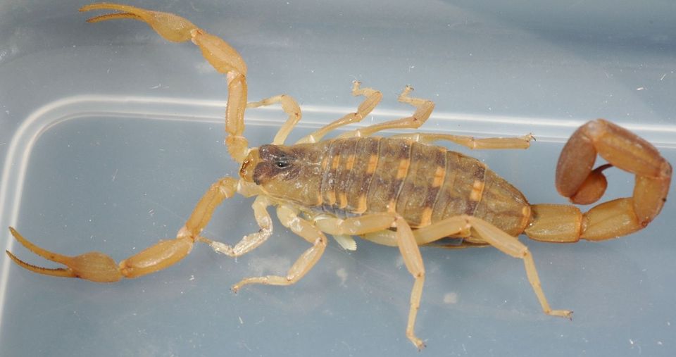 skorpió (skorpió)