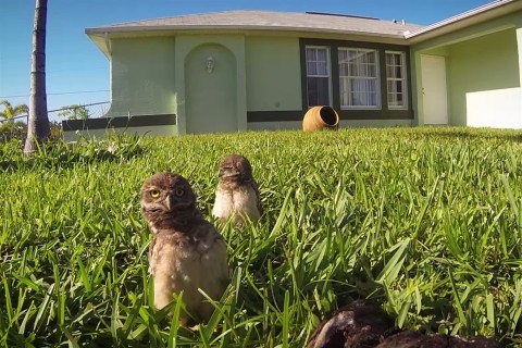 uregi-baglyok(960x640).jpg (bagoly, )