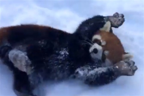 voros-panda(960x640).jpg (vörös panda, )