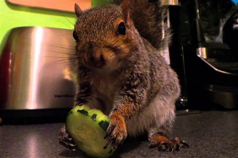 wally(960x640).jpg (mókus)