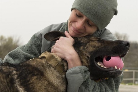 Daysi(960x640).jpg (munkakutya, hadsereg, )