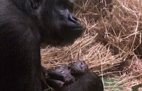 Gorillabébi (gorillabébi, ausztrália, )