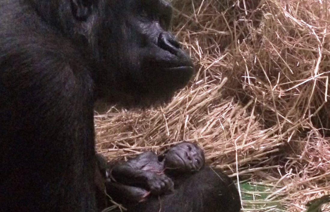 Gorillabébi (gorillabébi, ausztrália, )