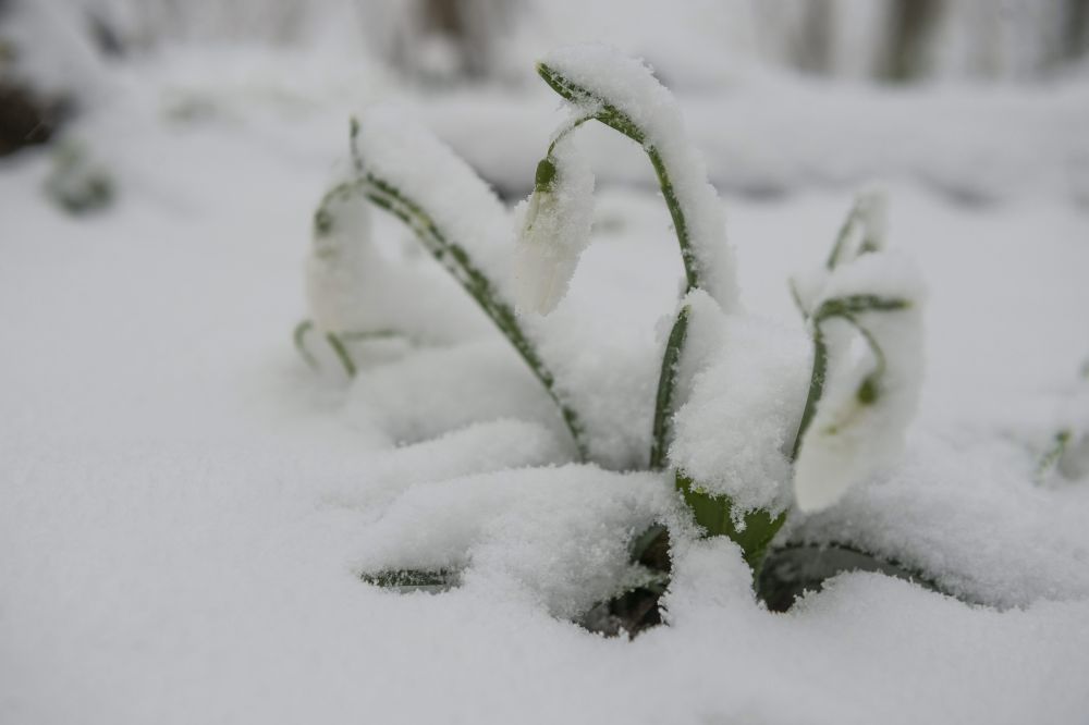 Havas hóvirág a Mecsekben (havazás, )