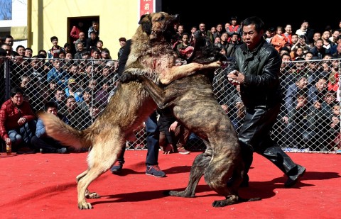 Kínai kutyaviadal (kína, kutyaviadal, )