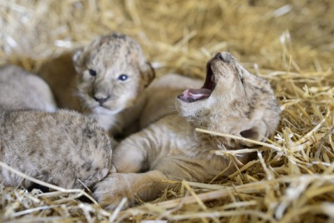 Kisoroszlánok (oroszlánkölykök, gyöngyös, állatkert, )