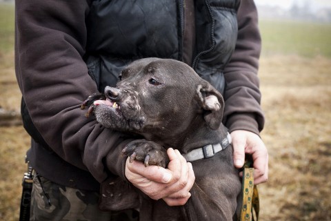 Smiley pitbull kutya (Smiley pitbull kutya)