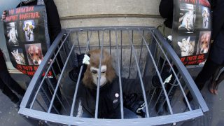 állatkísérletek ellen tiltakozók (állatkísérletek, tiltakozás, )