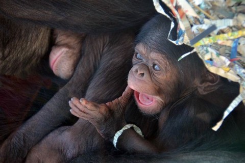 csimpanzikrek(3)(960x640).jpg (csimpánz, )