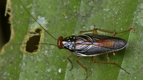 csótány (kiborg, cyborg, rovar, bogár, csótány, szarvasbogár, katasztrófa, katasztrófa-elhárítás, technológia, tudomány)