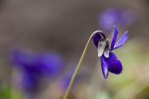 decemberben-viragzo-ibolya(1)(430x286)(1).jpg (ibolya, virágzás, )