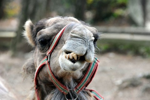 dromedár (dromedár, )