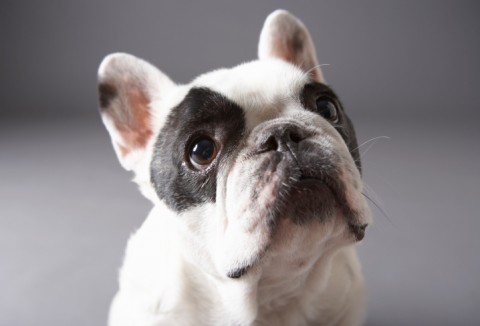 francia bulldog (francia bulldog, )