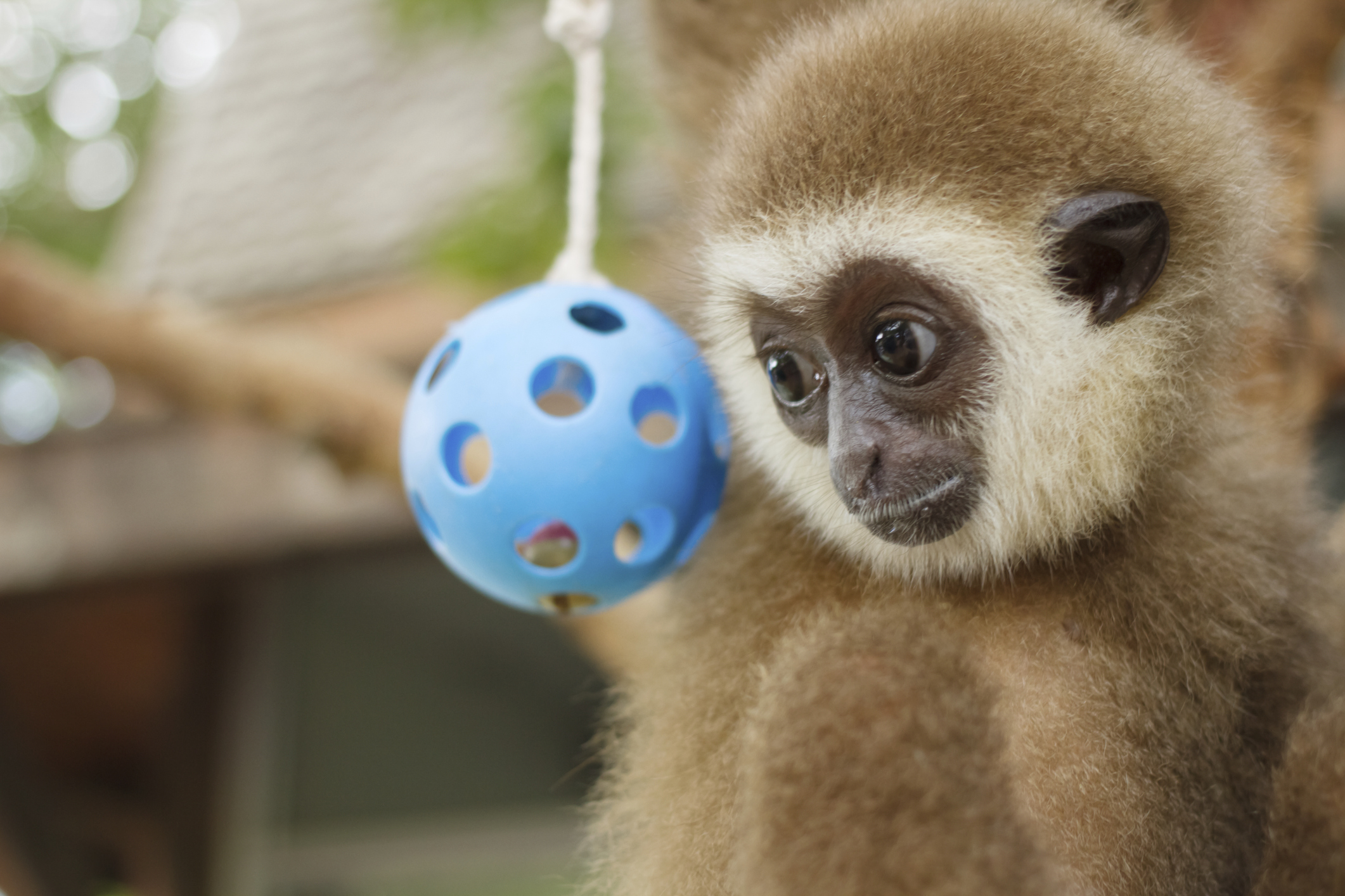 gibbon (gibbon, )
