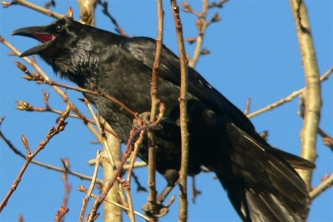 hollo(960x640).jpg (holló, )