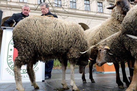kisgazda tüntetés birkákkal (tüntetés, birka)