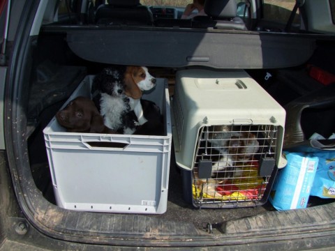 kutyacsempészet (kutyacsempészet)