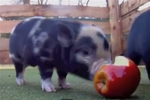 malac(960x640).jpg (malacka, )