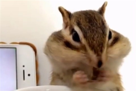 mokus(960x640).jpg (mókus, )