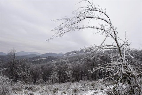 onos-eso-fagy-jegpancel(3)(960x640).jpg (ónos eső, fagy, jégpáncél, erdő, természet, katasztrófa, )