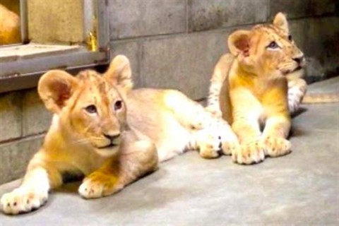 oroszlankolyok(960x640).jpg (oroszlán, )