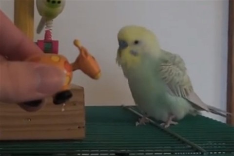 papagaj(960x640).jpg (papagáj, )