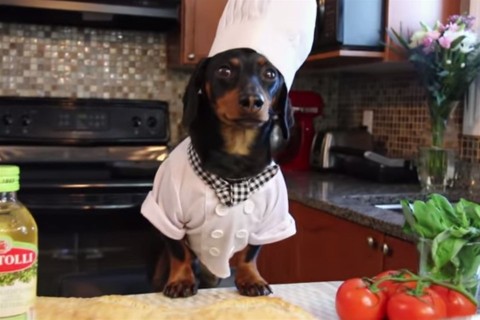 sefkutya(960x640).jpg (kutya, szakács, vicces, )