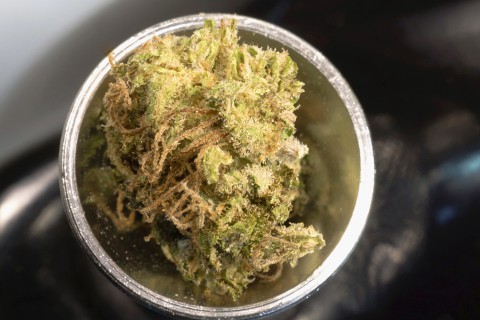 skunk cannabis (skunk cannabis, drog, fű, marihuana, )