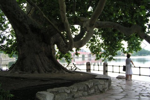 tatai-nagy-platanfa(960x640).jpg (tatai nagy platán, platán, platánfa, )