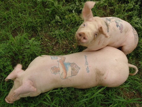tetovált malacok 1 (malac, tetoválás, )