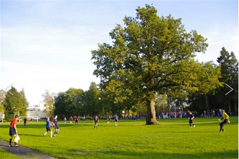 tolgyfa(960x640).jpg (tölgyfa)