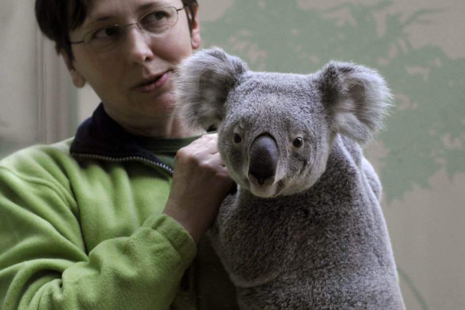 vobara (koala)