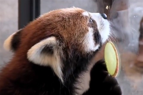 voros-panda(960x640).jpg (vörös panda, )