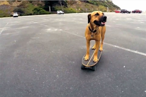 Bamboo(960x640).jpg (kutya, gördeszka, )