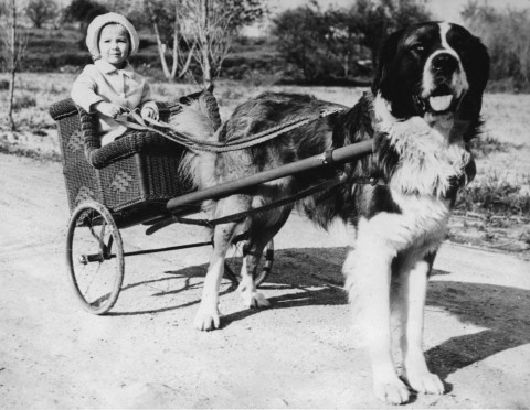 Bernáthegyi (bernáthegyi, )