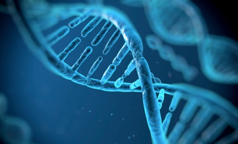 DNS (dns, genetika, )