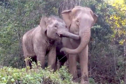 Elefantok(960x640).jpg (elefánt, )