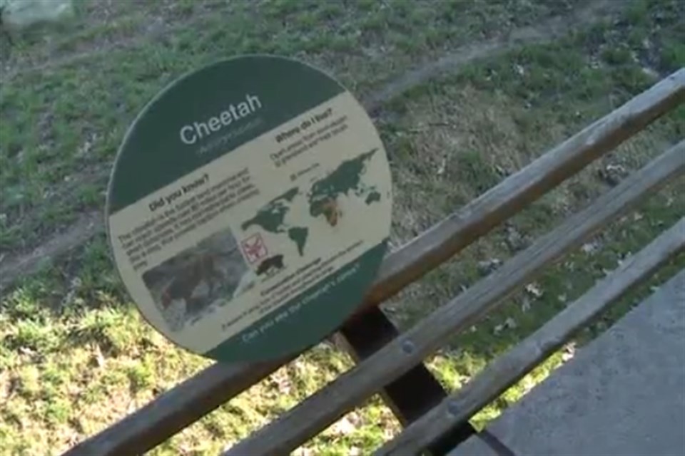 Gepard-Cleveland-Zoo(960x640).jpg (gepárd, állatkert, cleveland, )
