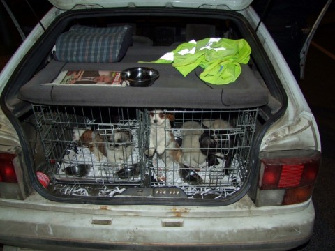 Kutyakölykök - csempész (kutyacsempész, )