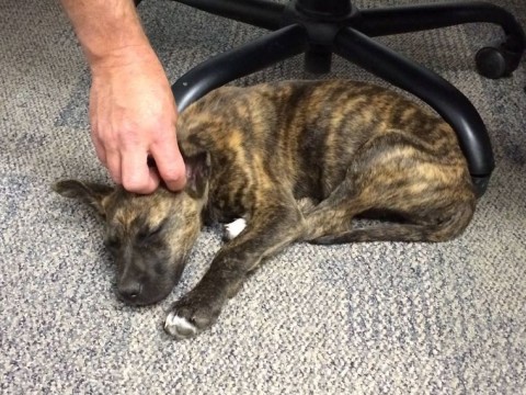 Kutyakölyök (kutyakölyök, )