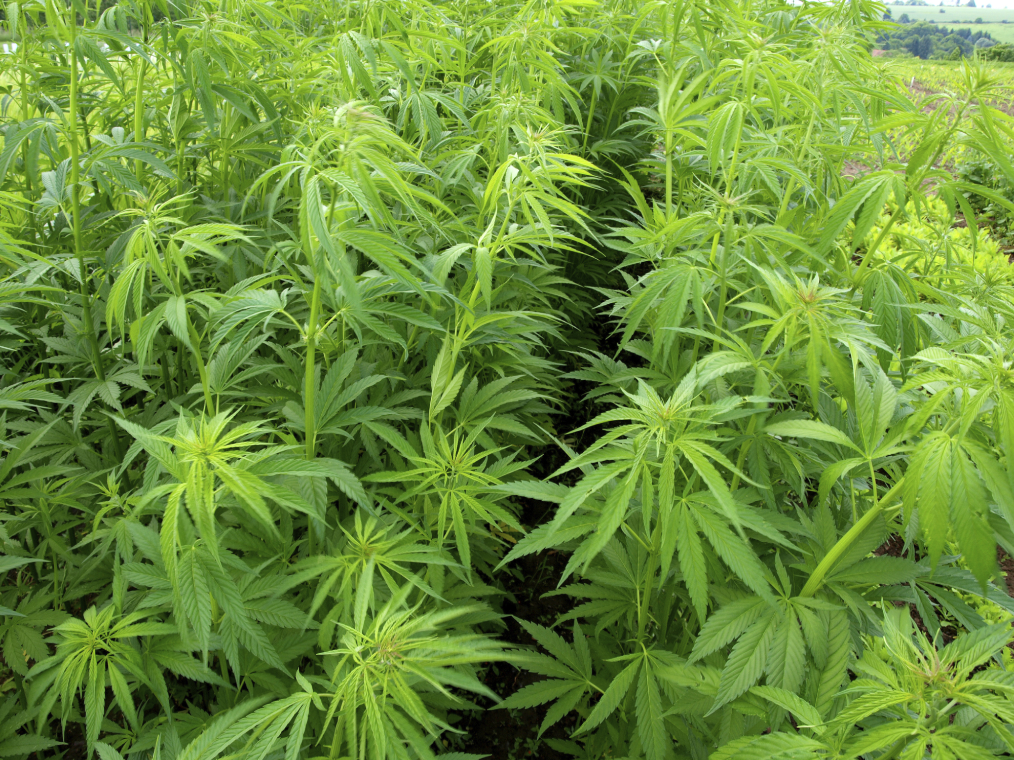 Marihuanaultetveny(210x140).jpg (marihuánaültetvény, marihuána, fű, )