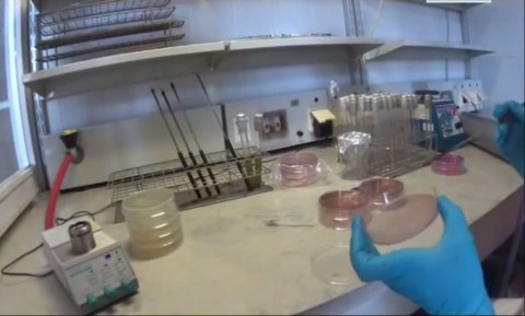 NFH - samponvizsgálat (labor, )