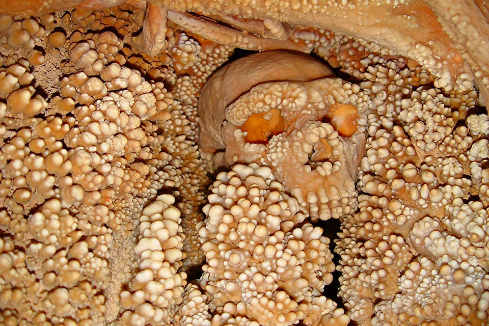 Neandervölgyi (neandervölgyi)